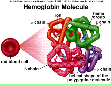 hemoglobin_pricture.PNG